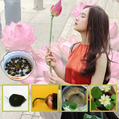 Spazi vuoti e freddi, Tomma? Guarda il tuo germoglio di loto tra 7 giorni!