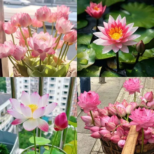 Spazi vuoti e freddi, Tomma? Guarda il tuo germoglio di loto tra 7 giorni!