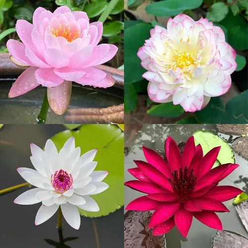 Spazi vuoti e freddi, Tomma? Guarda il tuo germoglio di loto tra 7 giorni!