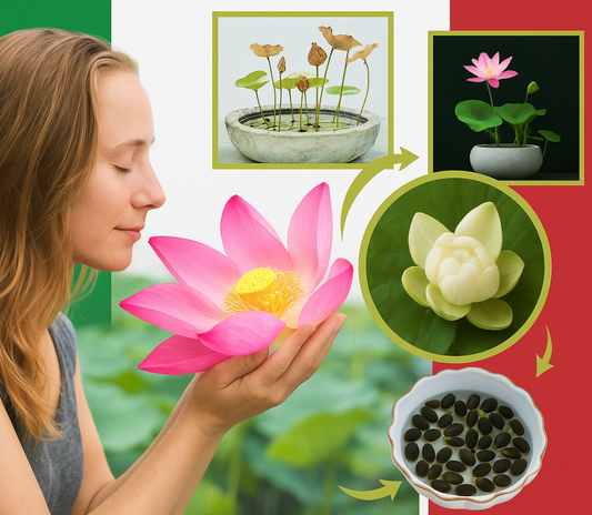 Spazi vuoti e freddi, Tomma? Guarda il tuo germoglio di loto tra 7 giorni!